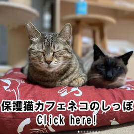  保護猫カフェ ネコのしっぽ HogonekoCafeNekonosippo