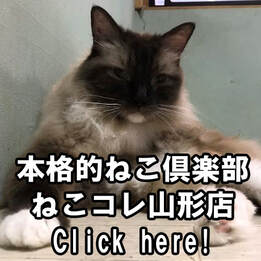 catcafe 猫カフェ本格的ねこ倶楽部ねこコレ山形店HonkakunekoClubNekokoreYamagataten