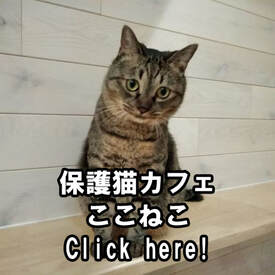 catcafe 保護猫カフェここねこHogonekoCafeKokoneko