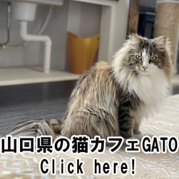 山口県の猫カフェGATO ​YamagutikennoCatCafeGATO