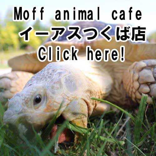 Moff animal café イーアスつくば店　Moff-animalcafé ​IiasTsukuba