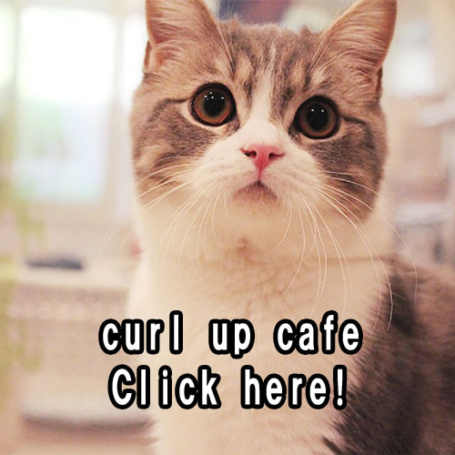 cats cafe curl up cafe-top