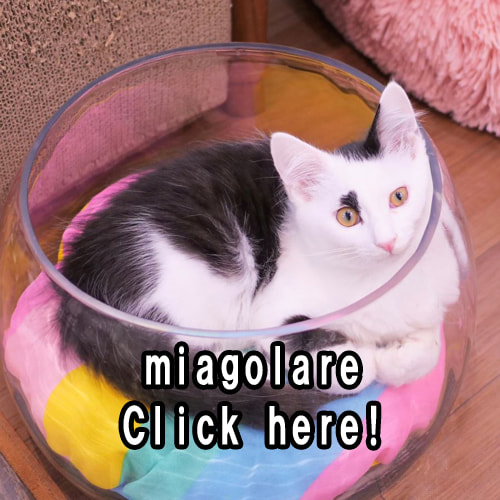 cats cafe miagolare cafe-top