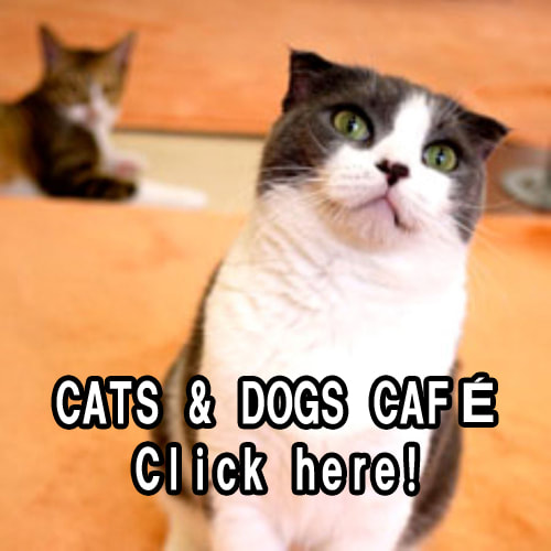 cats cafe CATS&DOGS CAFE cafe-top