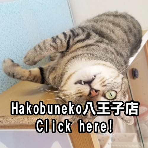 cats cafe Hakobuneko八王子店hachioujiten cafe-top
