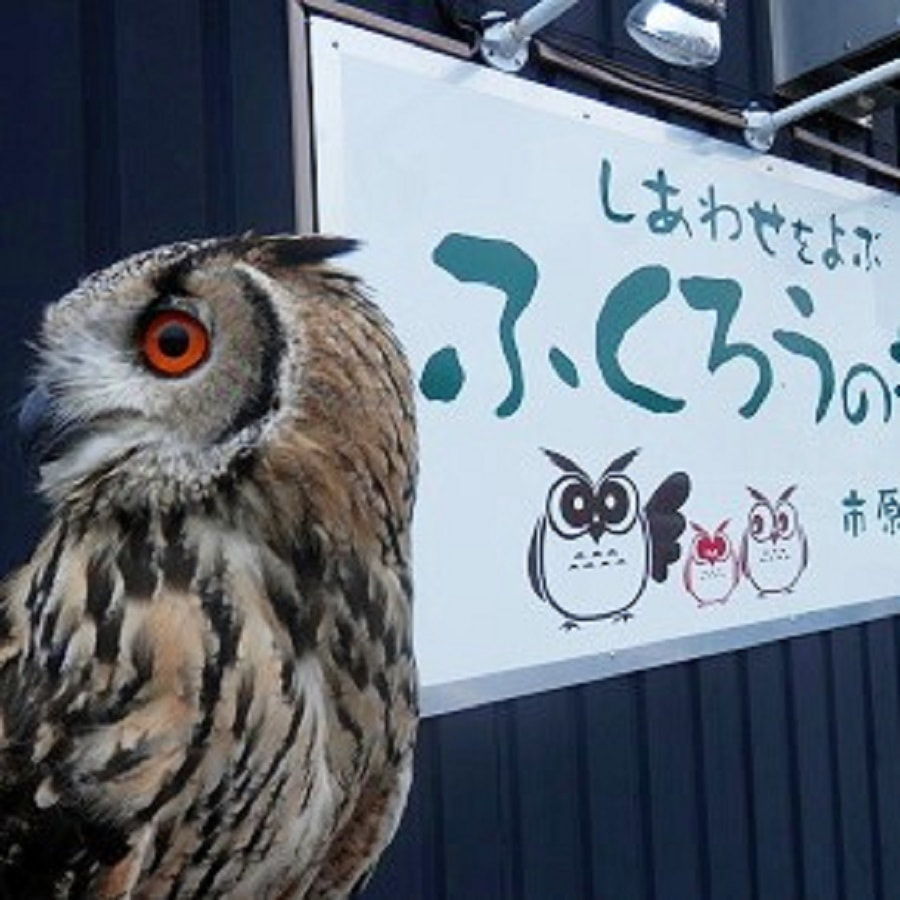 owl cafe fukurounosiro ichihara-7