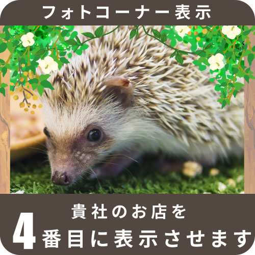 フォトコーナー表示4位