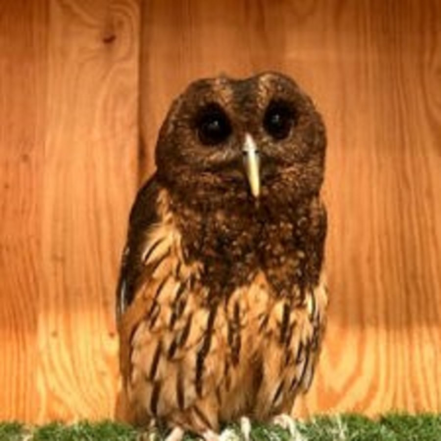 online nippon cafe owlcafe hoothoot sibuya Mottled Owl