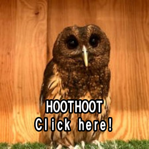 owl cafe HootHoot sibuya tokyo