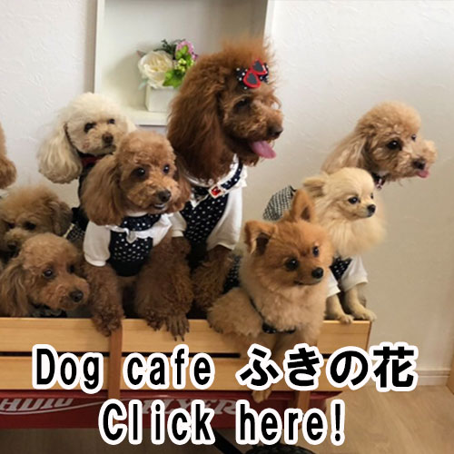 Dog cafe ふきの花DogcafeHukinohana