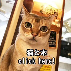 catcafe 猫カフェ 猫と木 NekotoBoku