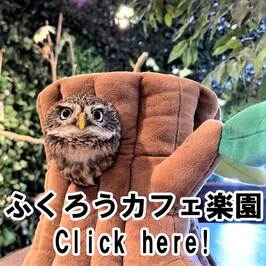 ふくろうカフェ楽園 Owlcafe Rakuen