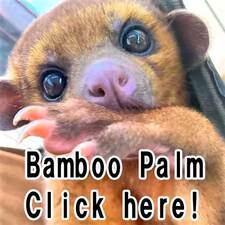Bamboo Palm バンブーパーム