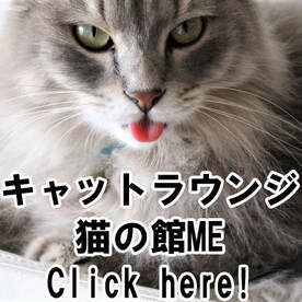 catcafe 猫カフェ キャットラウンジ 猫の館ME Nekonoyakata ME