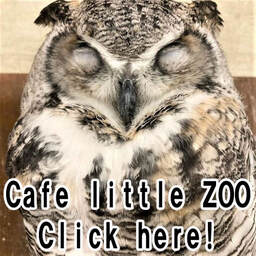 Café little ZOO