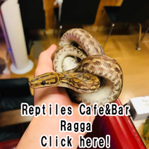 Reptiles Cafe&Bar Ragga
