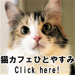 猫カフェひとやすみ CatCafeHitoyasumi