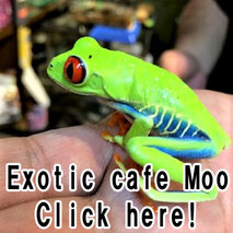 Exotic cafe Moo