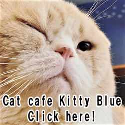 Cat café Kitty Blue