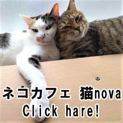 ネコカフェ 猫nova CatCafeNekoNova