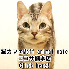 Moff animal cafeココサ熊本店 Moff animal cafeCOCOSAKumamototen