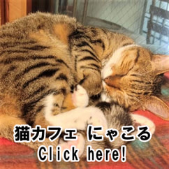 猫カフェ にゃこる CatCafeNyakoru