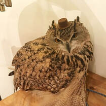 online nippon cafe owlcafe hoothoot sibuya Bengal Eagle Owl