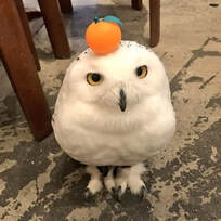 online nippon cafe owlcafe hoothoot sibuya Snowy owl