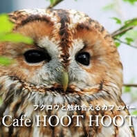online nippon cafe owlcafe hoothoot sibuya Tawny owl