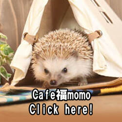 hedgehog cafe hukumomo