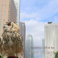 Guide photo of Owl Cafe Harajuku004