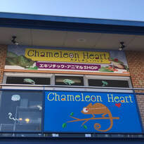 online nippon cafe Reptiles cafe ​Chameloen Heart wakayama shop photo004