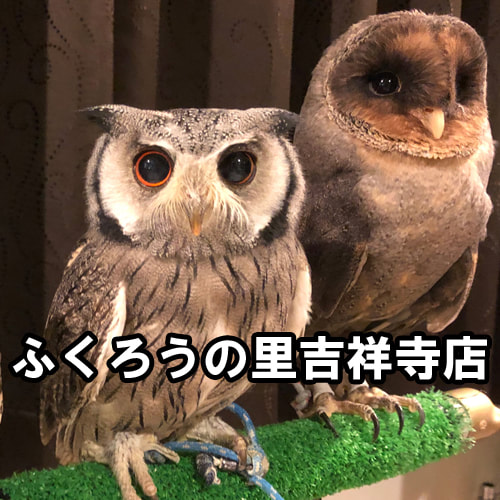 Top New shop Owlvillage Kichijoji