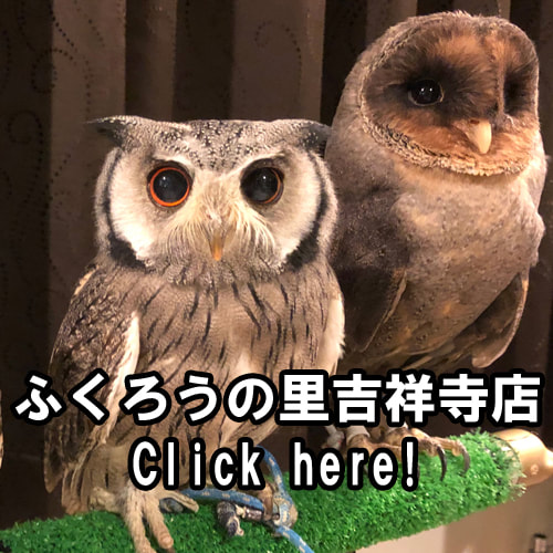 ふくろうの里吉祥寺店owlvillage,kichijoji link