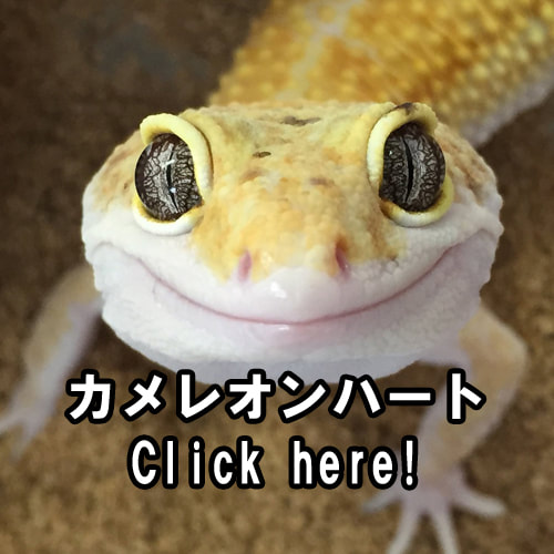 Reptiles cafe Chameloen Heart wakayama link
