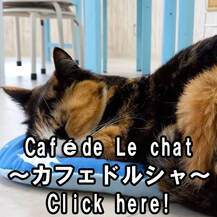 cat cafe Café de Le chat～カフェドルシャ～