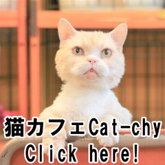 猫カフェCat-chy(キャッチ-)