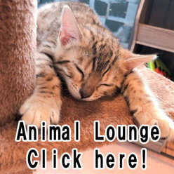 Animal Lounge