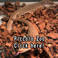 7-Free掲載Piccolo Zoo00054